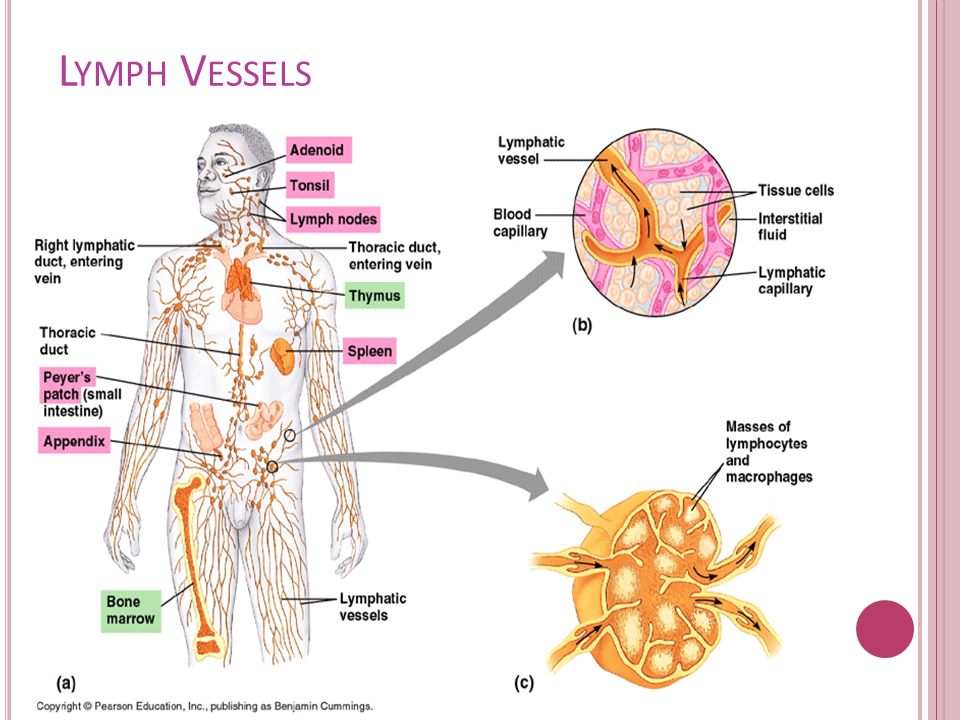Blood Vessels and Lymphatics of the Head and Neck